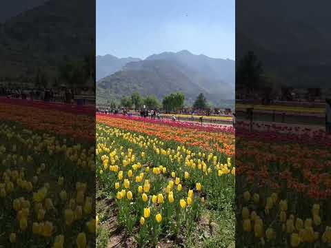 #kashmirdiaries #tulipfields #srinagar