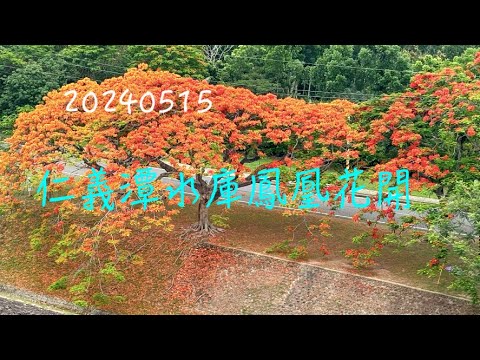 萬ㄟeye台灣20240414仁義潭水庫鳳凰花開   4K