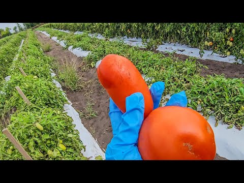 Harvest Vlog | Tomatoes and Peppers