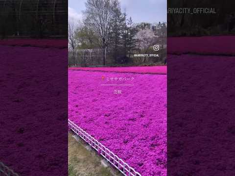 ミササガパークの芝桜