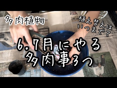 【多肉植物】初夏の多肉事　これやっとくと良いよ！