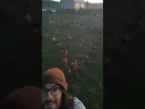 Pied Piper of Feathery Fowl in a Free Range Yard