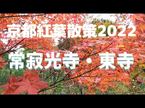 【京都紅葉旅】11/14（日）常寂光寺＠嵐山、東寺＠京都駅