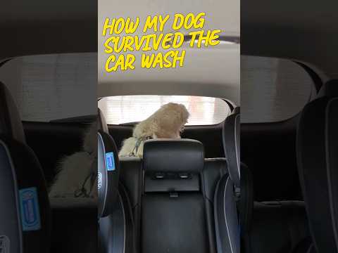 How my dog survived the car wash @GabieCocoMarmora #short #dog #goldenretriever