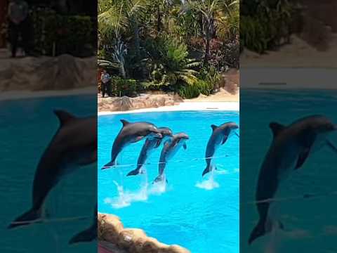 Loro Parque Best Dolphin Show! #dolphin ##show #top #family #funny