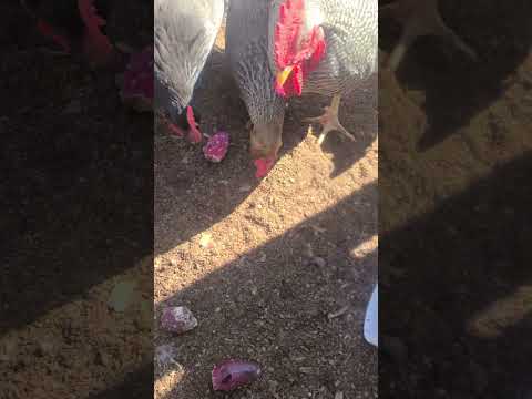 Rooster telling the hens he found food!  #chicken #raisingchickens