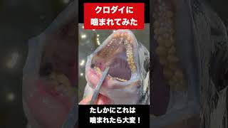 主食が二枚貝の魚に指を噛まれるとこうなる #釣り#チヌ #クロダイ