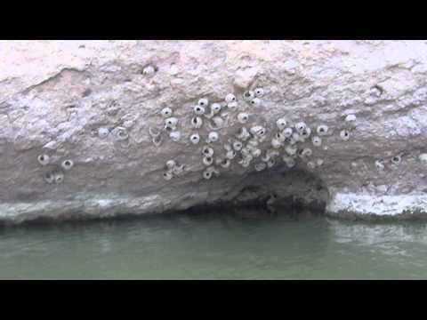 Cliff Swallows