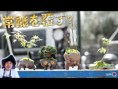 Plant the mini bonsai in a different pot. Renzan cypress, maple, mulberry [Bonsai Q]