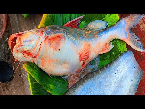 WOW!! Big Size Ayer Fish Cutting Skills Live In Fish Market Dhaka