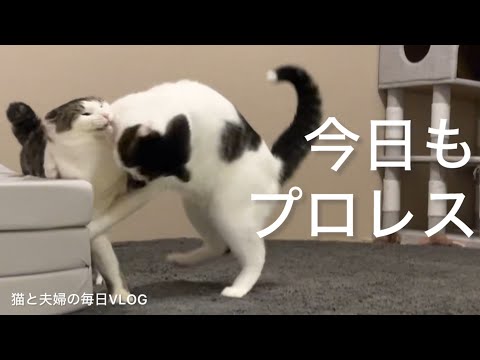 猫と夫婦の毎日VLOG#454 今日の遊びタイム