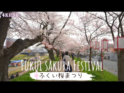 [4KHDR]Having a cherry blossom viewing at the Fukui Sakura Festival[Japan]ふくい桜まつり2024 散策[花見]