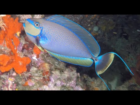 Amazing Indonesian Scuba Diving from North Sulawesi and Raja Ampat, West Papua