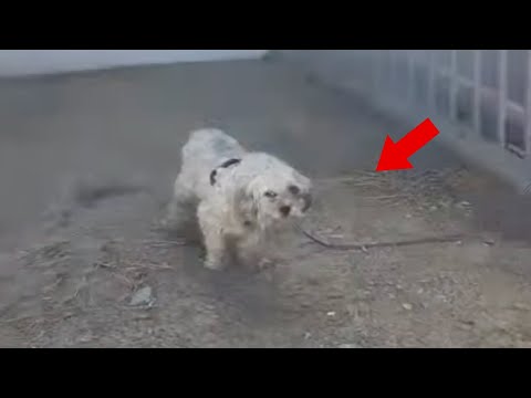 Shaggy Dog Left Tied To Fence In The Sweltering Heat Needed A Hero