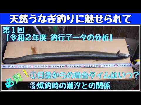 天然うなぎ釣りに魅せられてシリーズ　第１回　令和２年度釣行データの分析