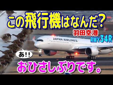 羽田空港の主に久しぶりに遭遇!! この飛行機は何だ? 羽田空港RWY34R