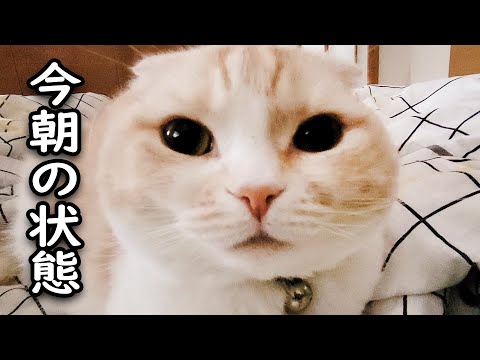 今朝の猫の病状について...