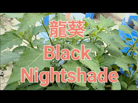 龍葵 Black Nightshade