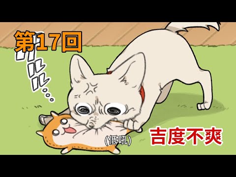 暴走哈姆醬【第17回】吉度不爽