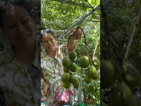 Check out our June plum harvest adventure today! #juneplum #harvest