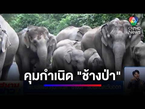 เริ่มเฟสแรกคุมกำเนิด "ช้างป่า" รอยต่อตะวันออก | สนามข่าว 7 สี