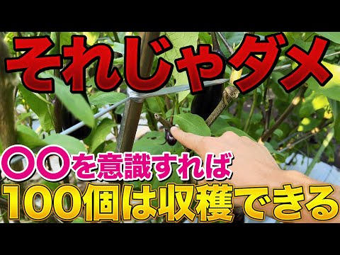 【今からが重要】ナスを一株から300本取るためにやる基本の切り戻し作業