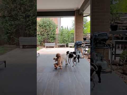 Doggy Daycare - playtime