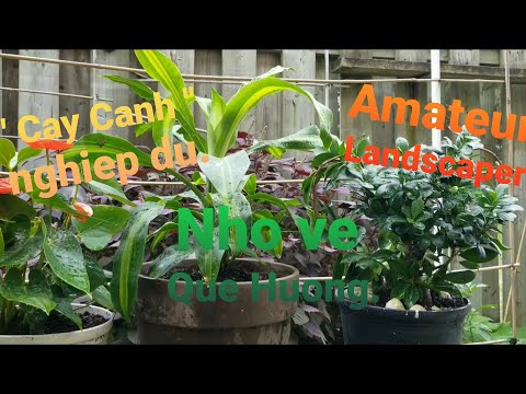 Amateur Landscaper  - " Nghe nhan " cay canh nghiep du. 😍