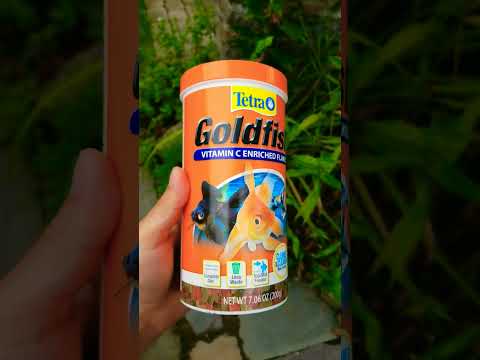 @tetra feeding time at the #goldfish #pond #aqualife #shorts #subscribe