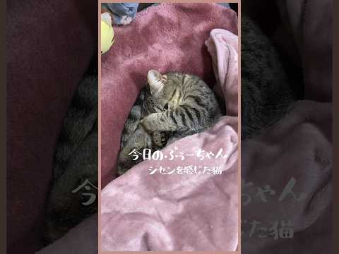 【視線を感じた猫】何みてるんだよ！？