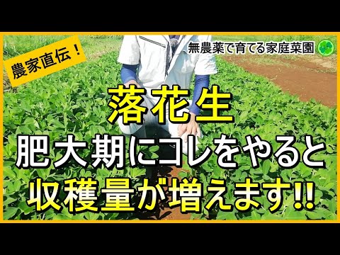 【落花生栽培】結莢期・肥大期の今が大事！やるべきお世話を解説！【有機農家直伝！無農薬で育てる家庭菜園】　24/7/30