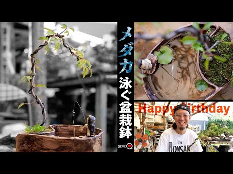 I planted a cherry tree in a bonsai pot where medaka swims [Bonsai Q]