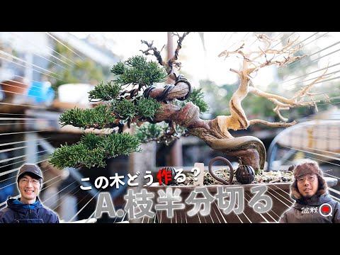 [How to make this tree? ] A. Reduce juniper branches by half. [Bonsai Q]