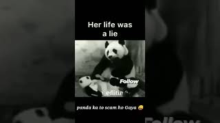 Panda Scam😂😂😂😂