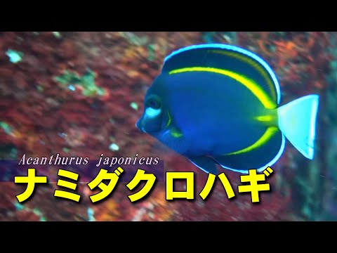 【 ナミダクロハギ 】手放しで喜べない出会い Acanthurus japonicus