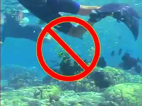 Hawaiian Reef Etiquette