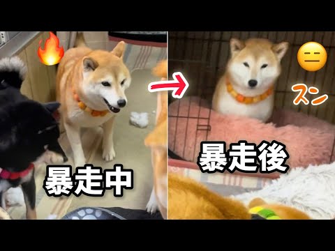 今暴れてたのにいきなりスンてなる不思議ママ柴犬みかん、なんでなん？w