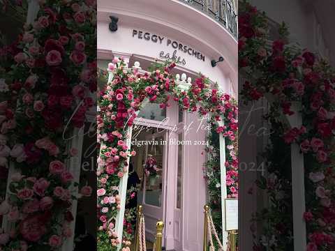 Belgravia in Bloom 2024🌸ベルグレイヴィア・イン・ブルーム、花に溢れる街の様子🇬🇧 #ロンドン #london #belgravia #shorts