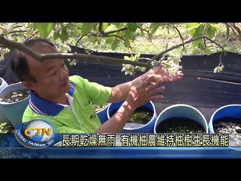 長期乾燥無雨 有機柚農維持柚樹生長機能