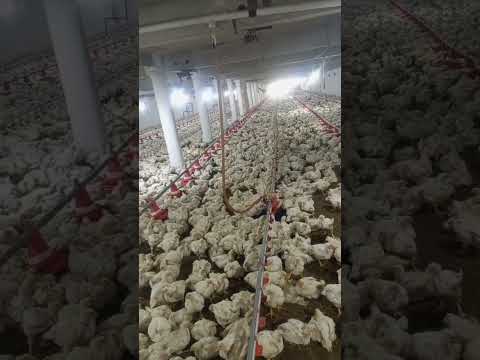 poultry farm #murgifarm #murgi_palan #broiler_poultry_farm #poultryfarmbusinessplan