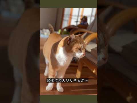 縁側ねこ コタの思い出｜朝ごはんのあと何をする？