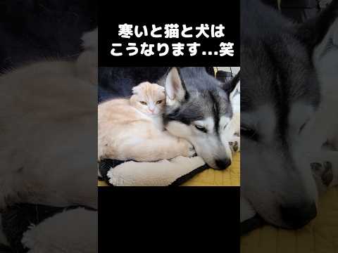 寒いと猫と犬はこうなります...笑#shots #cat