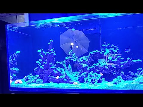 Sorry!! I Need Help With This Aquarium Talk