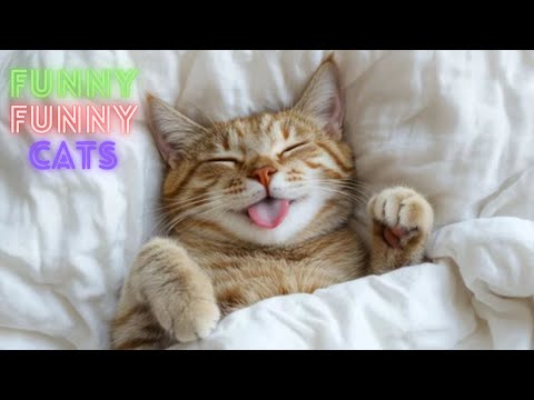 Funny Cat Videos on Youtube ● Funny Cat Videos Try Not To Laugh ● Funny Cat Videos Compilation #135