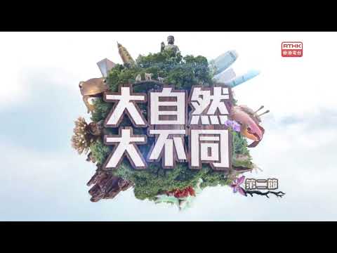 大自然大不同 2020.05.03 蜂情萬種