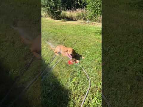 Dog loves sprinkler 😄🤩🥳