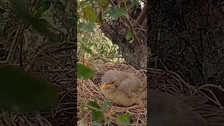 Fledgling Escape #BabblerBaby #WildlifeMoments #shorts