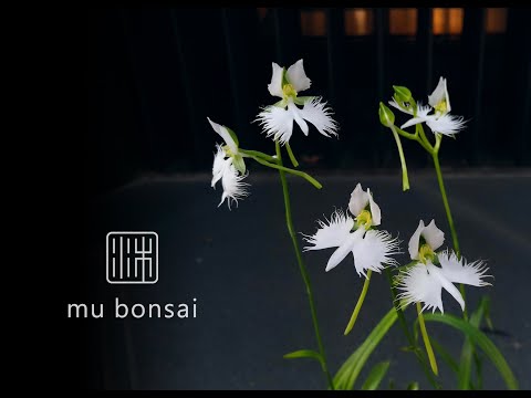 夏日鷺草∣山野草∣請點選字幕 mu bonsai 茉莉愛草