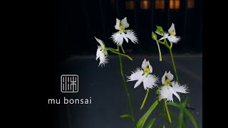 夏日鷺草∣山野草∣請點選字幕 mu bonsai 茉莉愛草