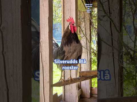 Silverudds Blå rooster crowing - Beautiful chicken breed from Sweden #chickens #rooster #farming